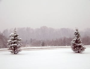 two trees on snowy field during winter thumbnail