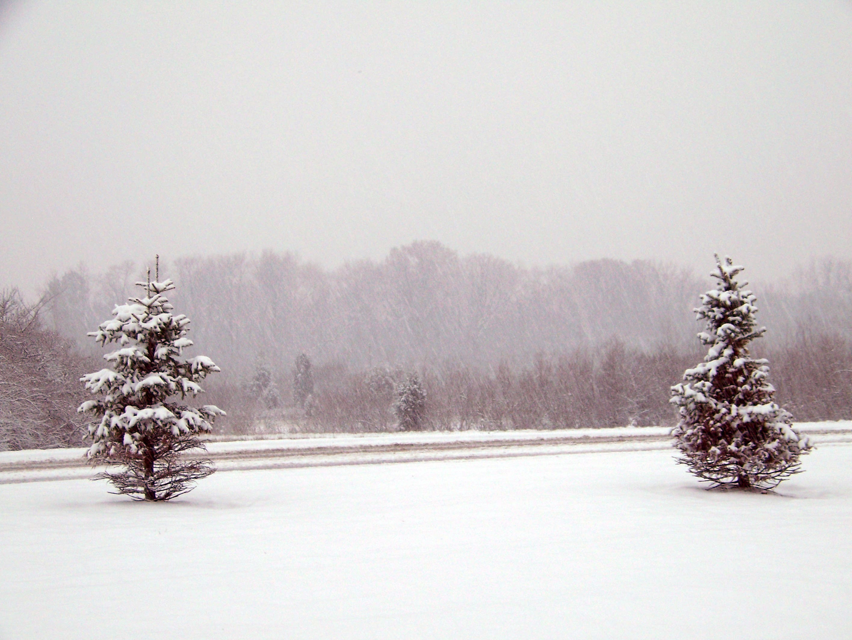 two trees on snowy field during winter