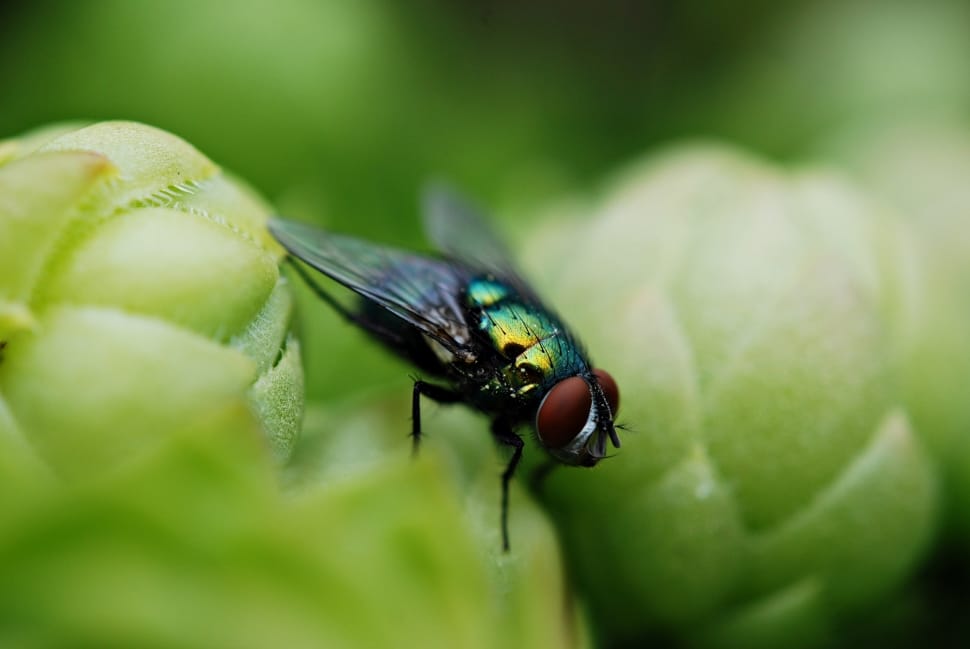 black green and gray fly preview