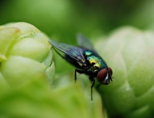 black green and gray fly thumbnail