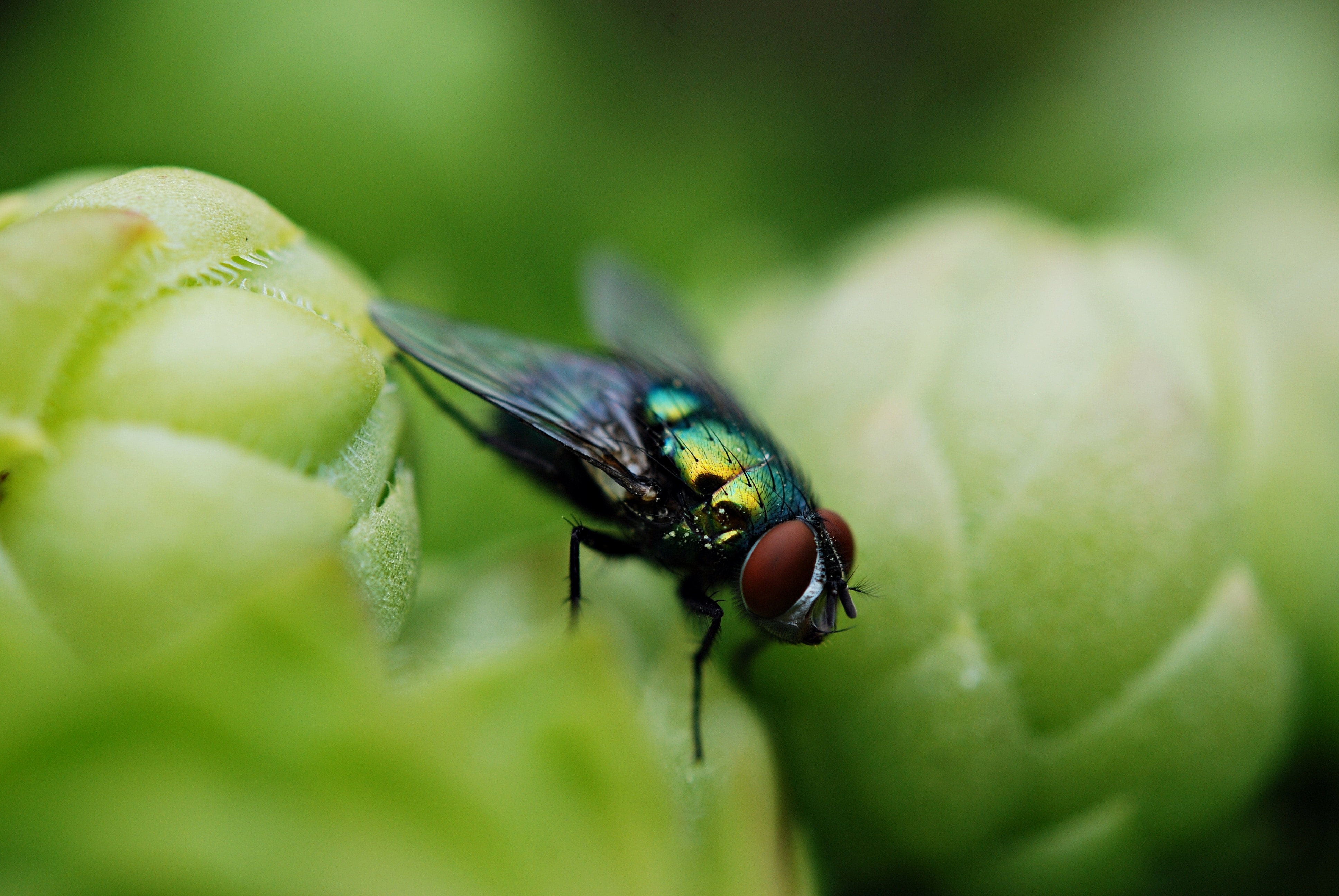 black green and gray fly