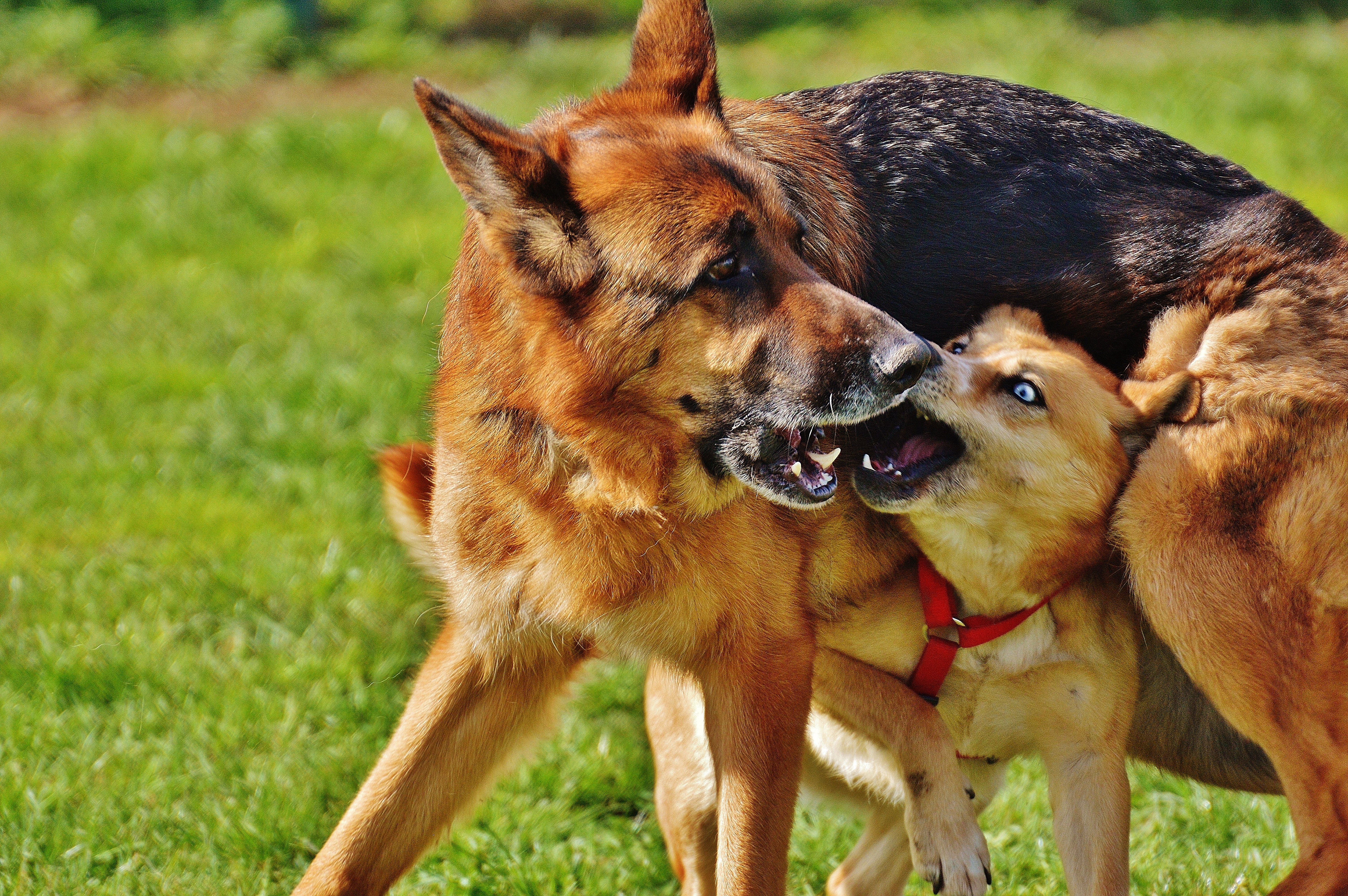 black and tan german shepherd and brown short-coated medium dog