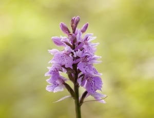 Military Orchid, Plant, Nature, Flowers, flower, purple thumbnail