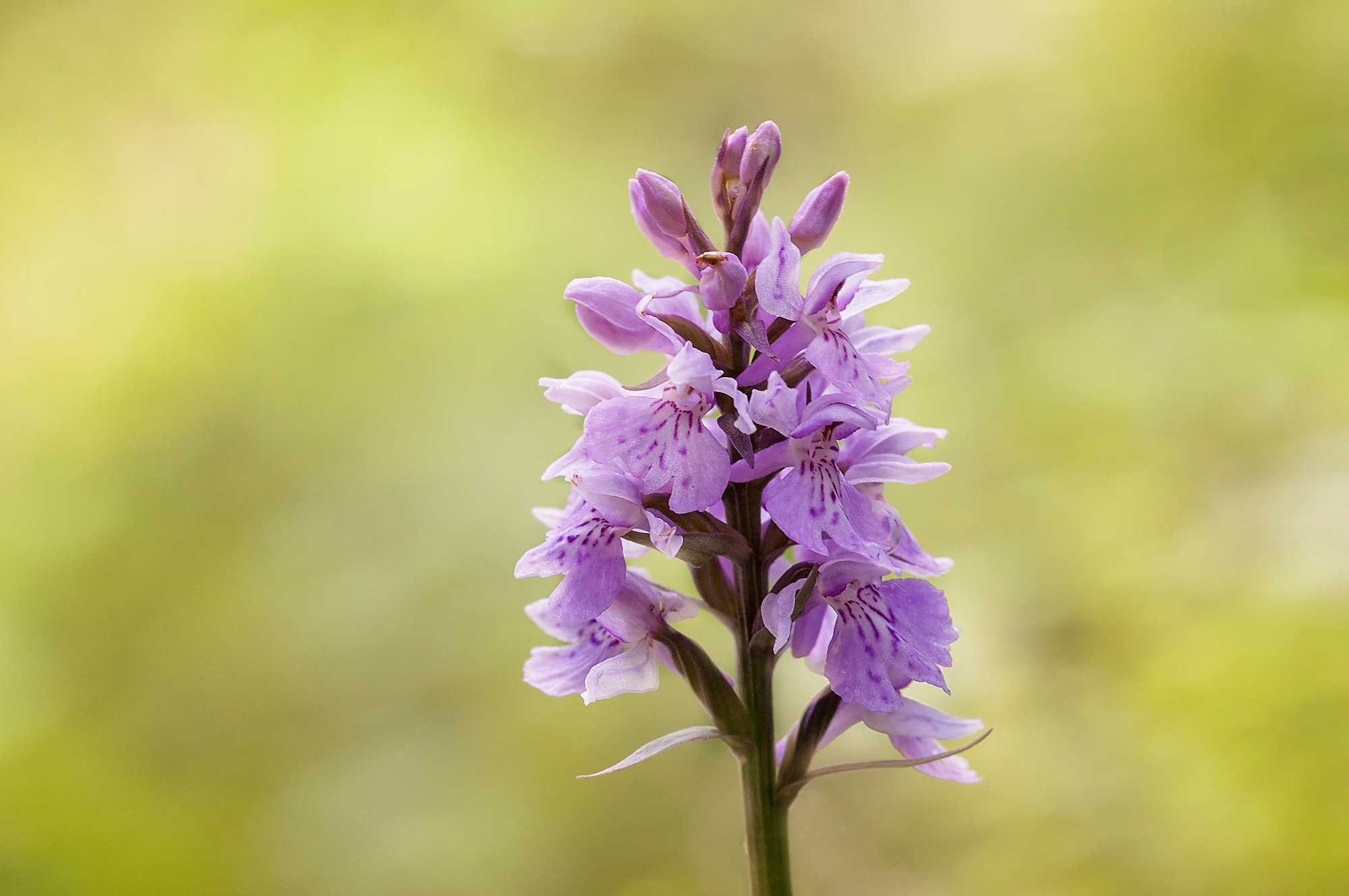 Military Orchid, Plant, Nature, Flowers, flower, purple
