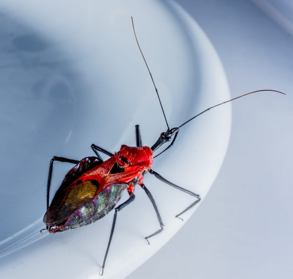 assassin bug in closeup photography preview