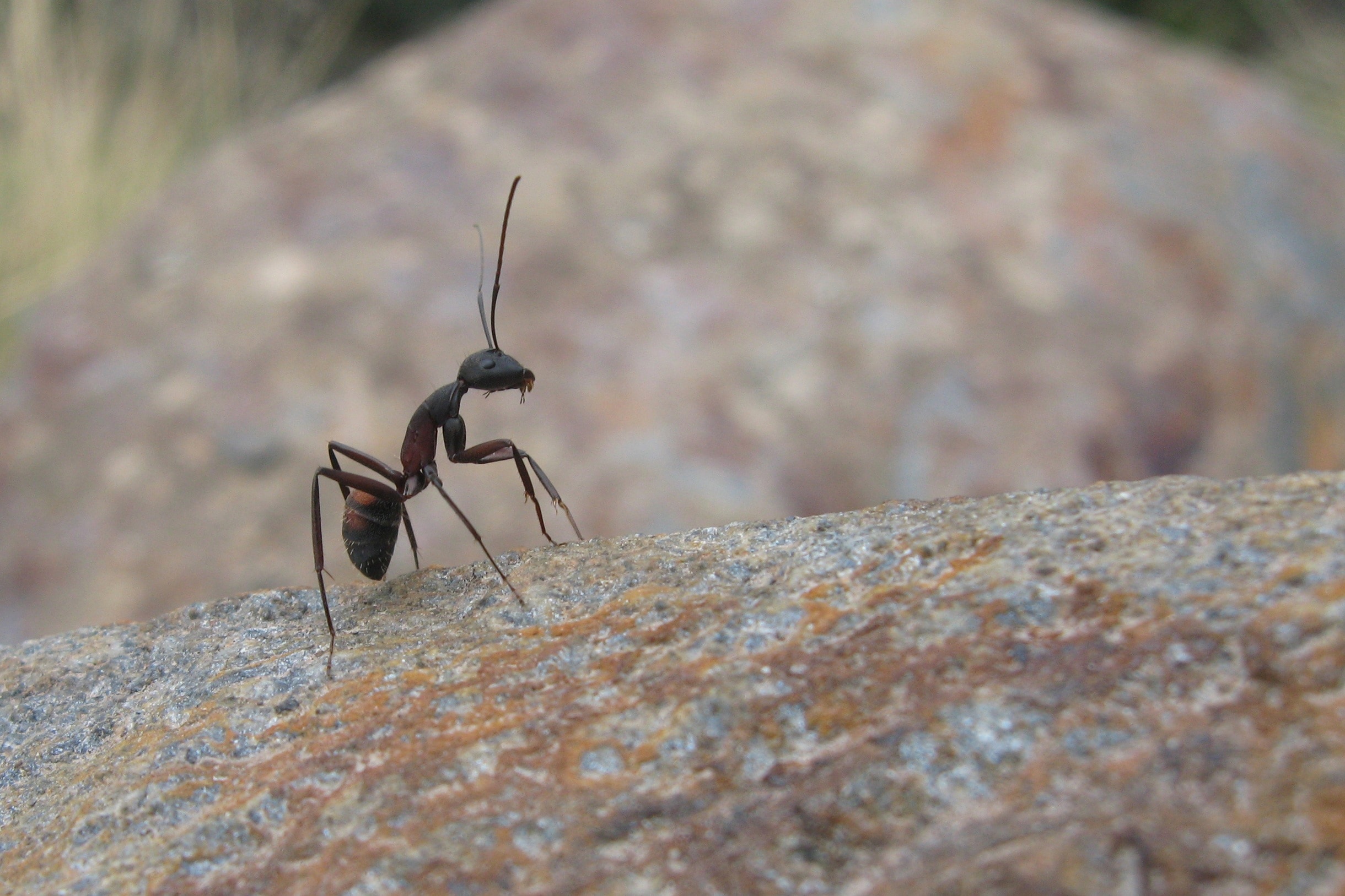 Муравей фото. Муравей. Маленькие муравьи. Усики муравья. Муравей с усиками.