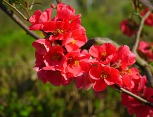 pink cluster petaled flower thumbnail