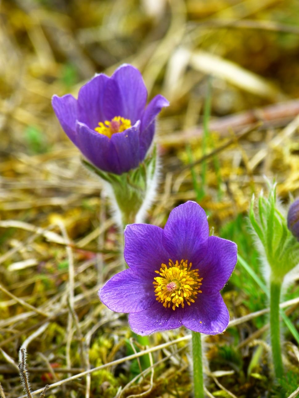 Pasque Flower, Blossom, Bloom, Flower, flower, growth preview