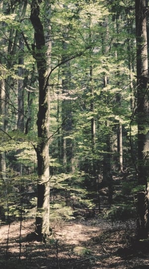 forest trees thumbnail