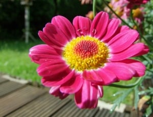 pink, yellow and green petaled flower with a little bliss of water thumbnail