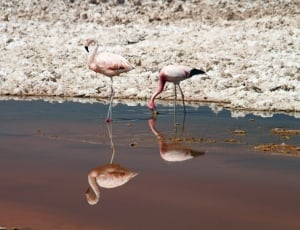 Atacama Desert, Chile, Pink, Flamingos, bird, flamingo thumbnail