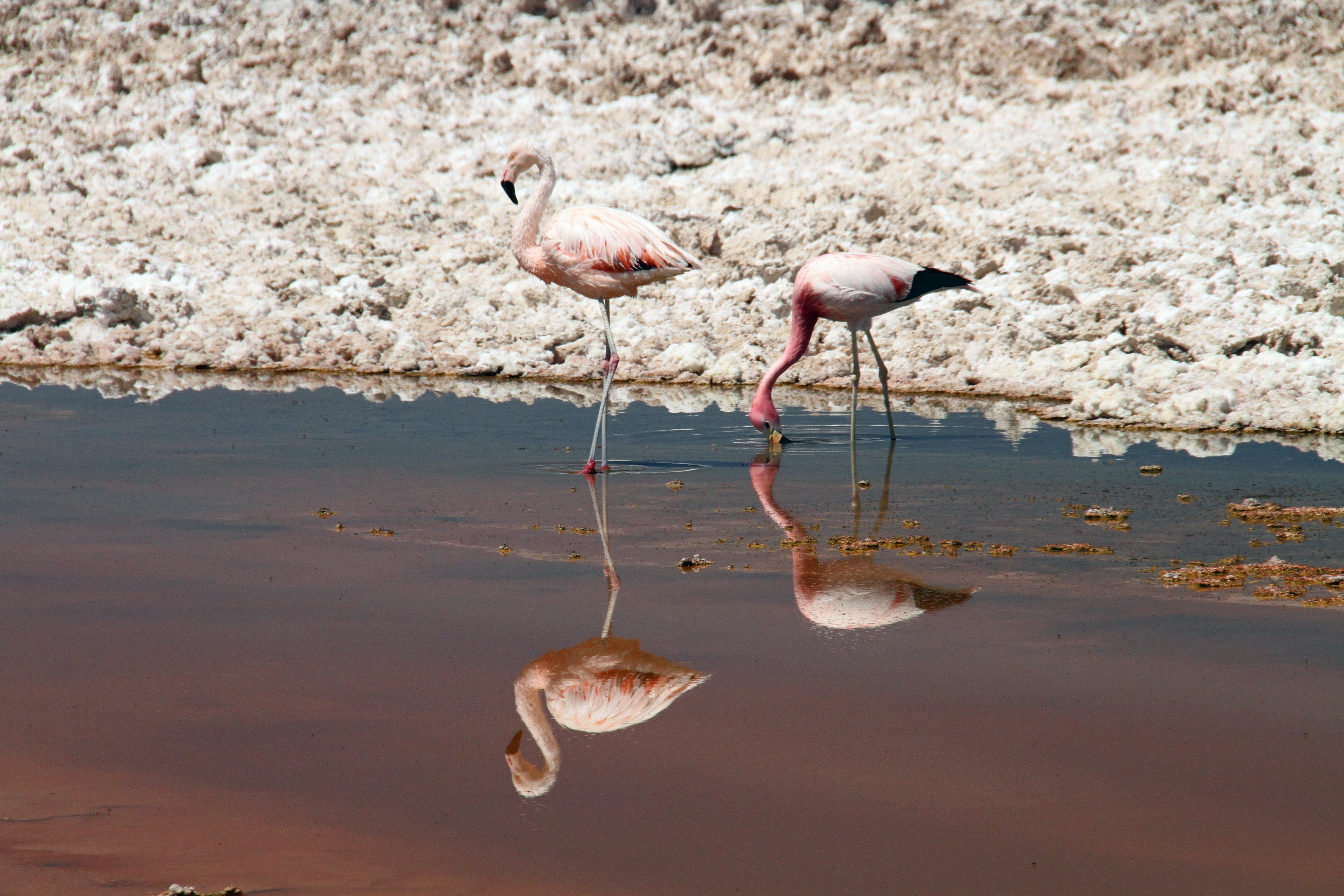 Atacama Desert, Chile, Pink, Flamingos, bird, flamingo
