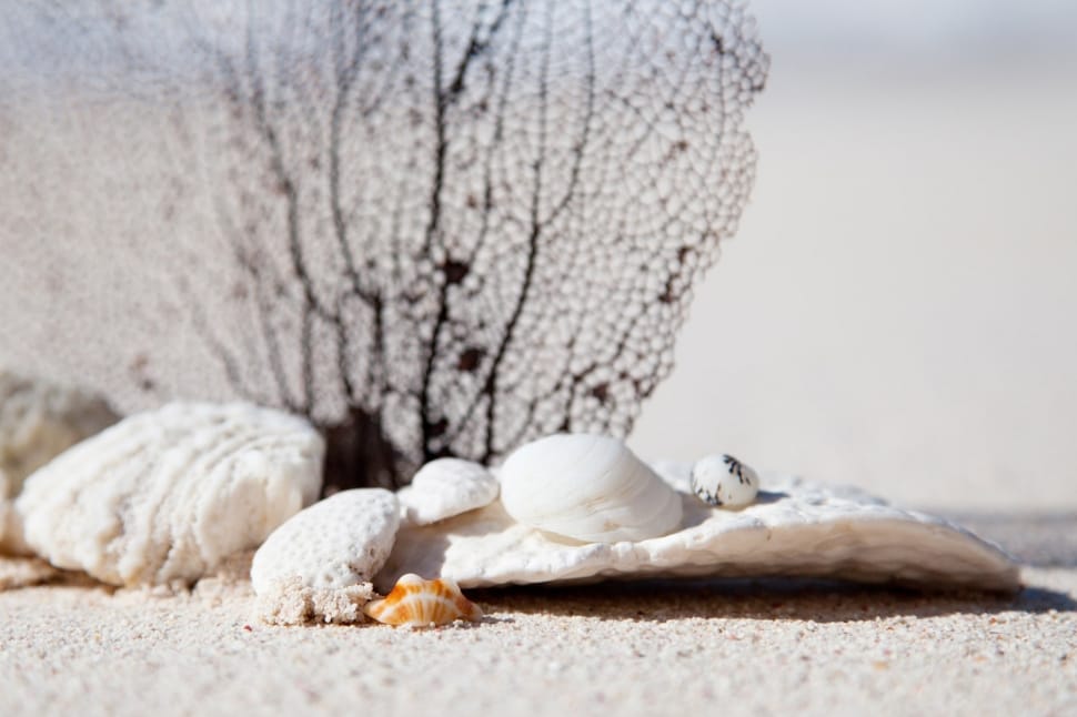 sunlight over white sea shells by the seashore preview