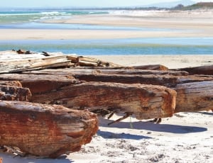 shallow focus photography of brown firewood on seashore during daytime thumbnail