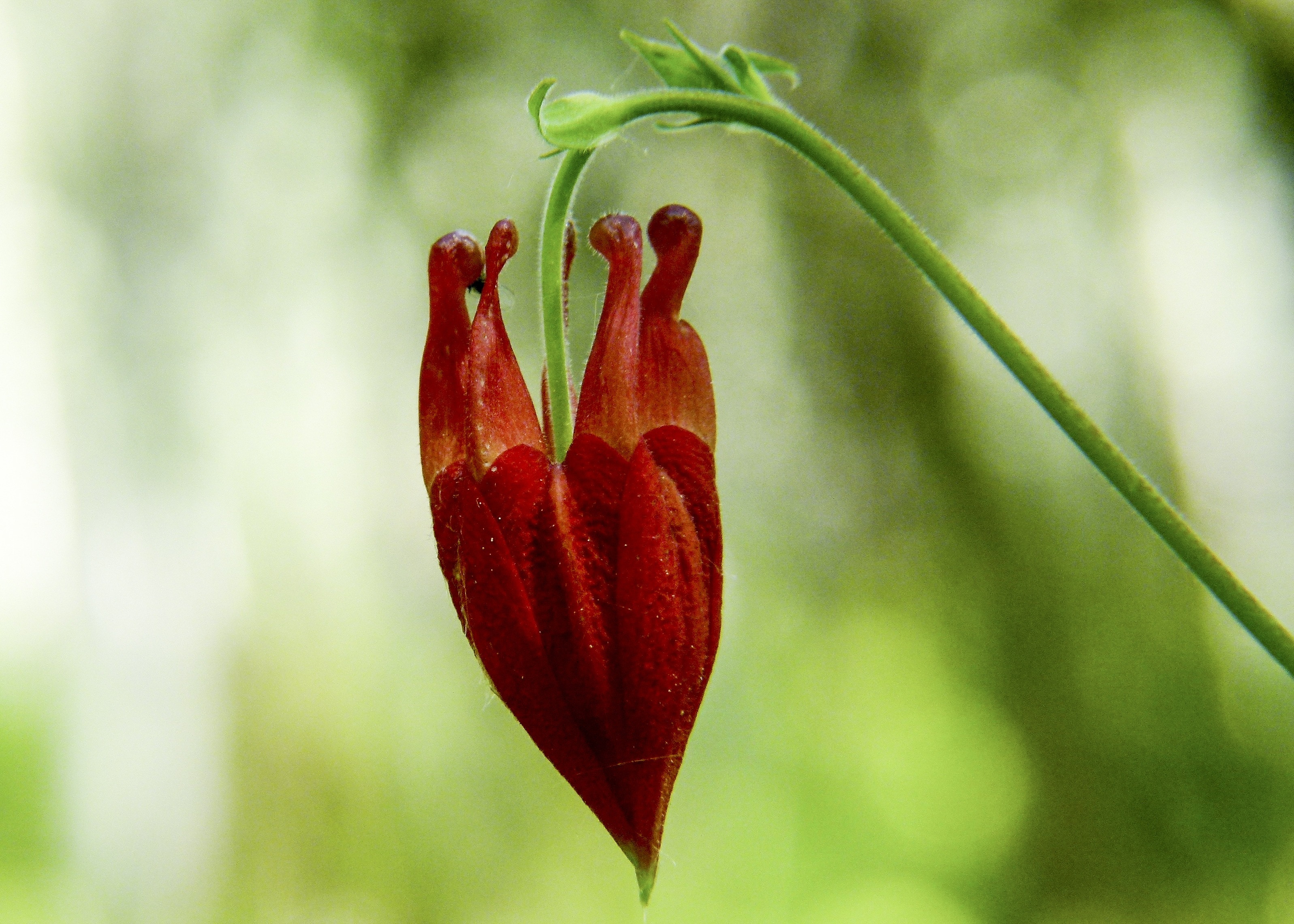 red bleeding heart flower