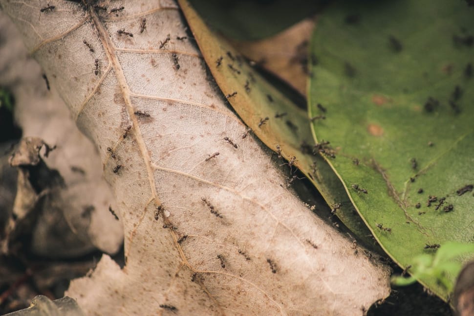 horde of ants on a leaf preview