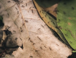 horde of ants on a leaf thumbnail