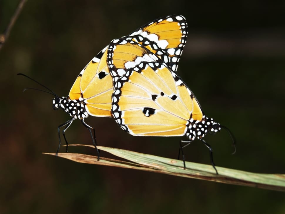 two yellow-white-and-black butterflies preview