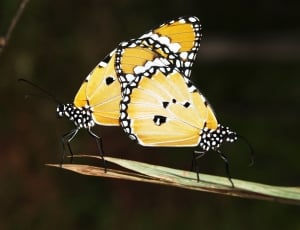 two yellow-white-and-black butterflies thumbnail