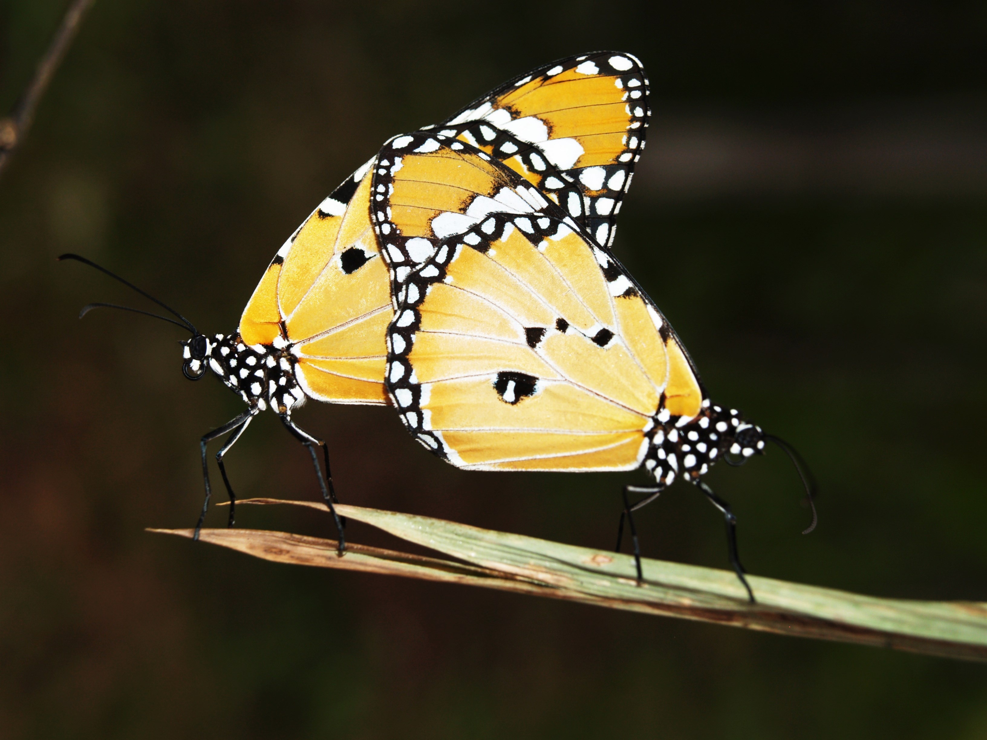 two yellow-white-and-black butterflies