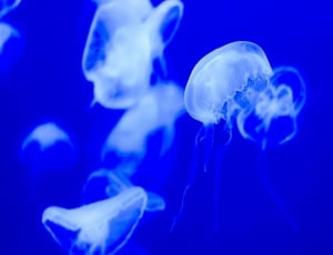white jellyfish thumbnail