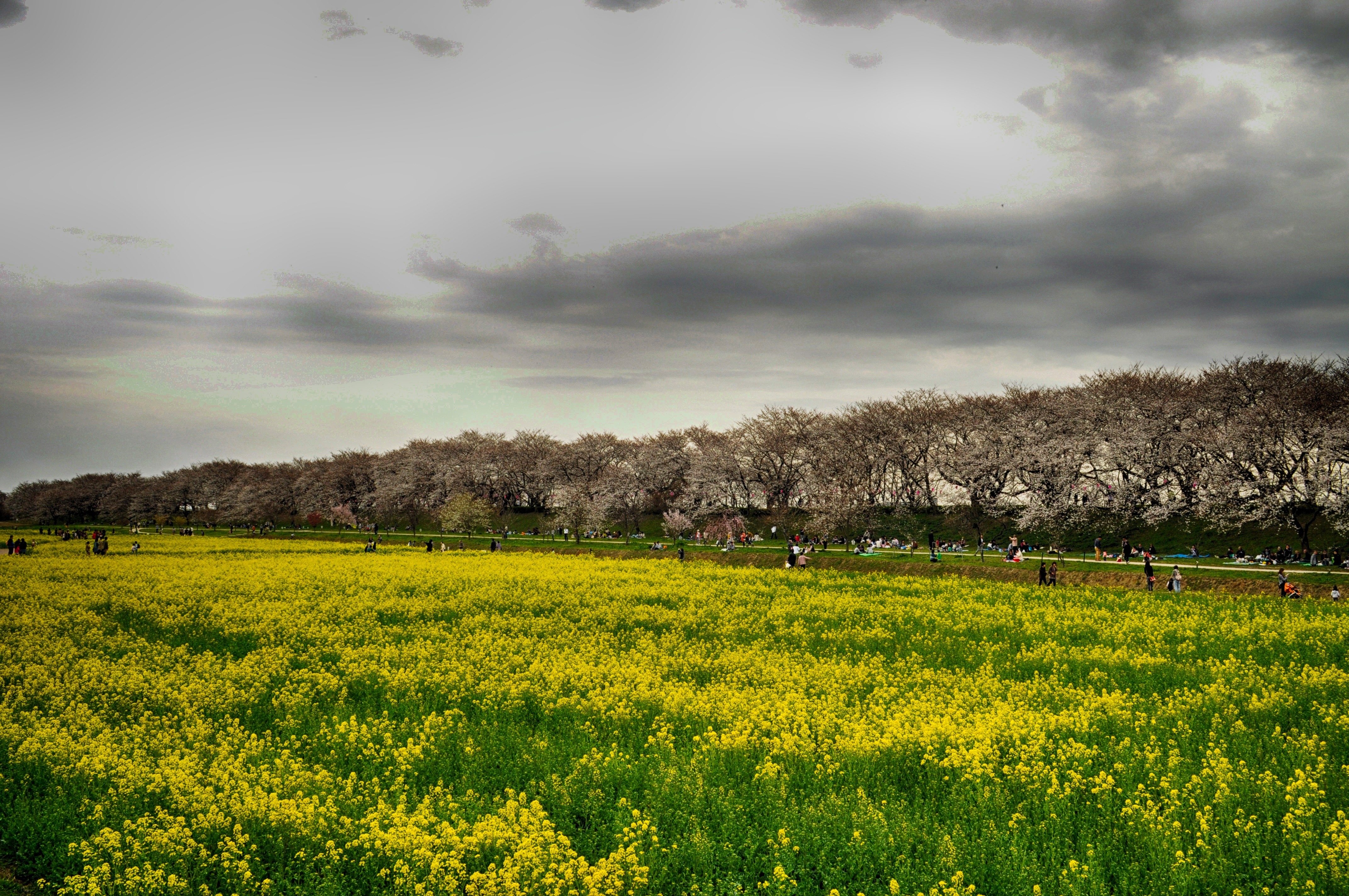 yellow flowers field