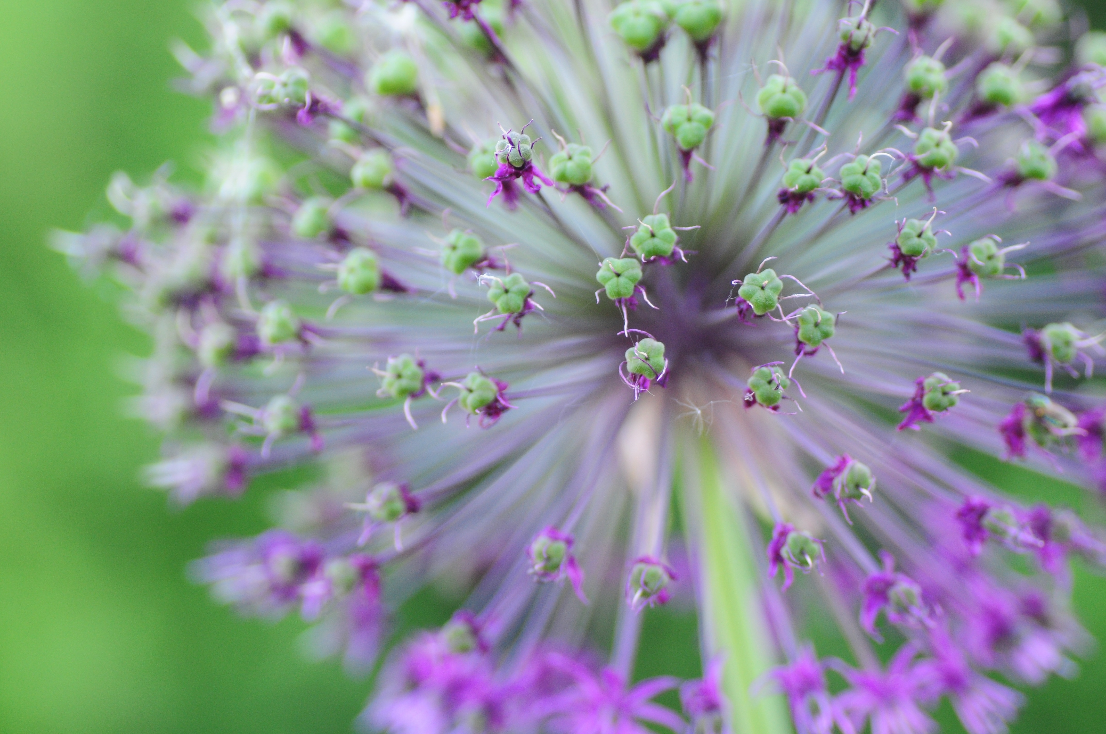 purple and green flower