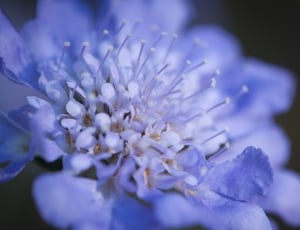 Bloom, Flower, Floral, Petal, Blossom, flower, blue thumbnail