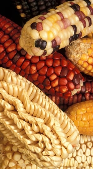 Corn, Vegetables, Genetically, Modified, corn, corn on the cob thumbnail