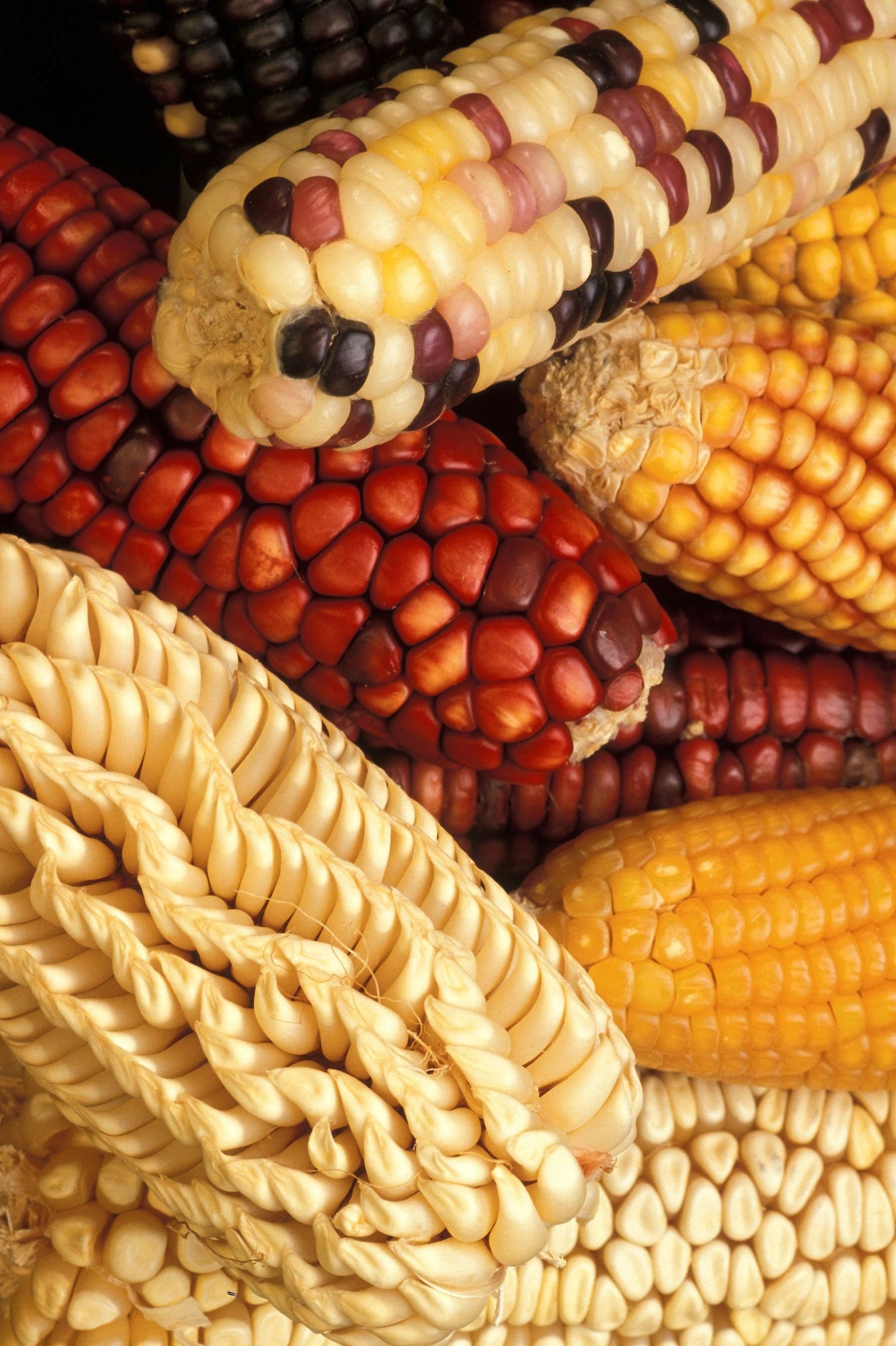 Corn, Vegetables, Genetically, Modified, corn, corn on the cob