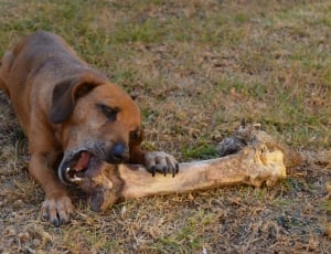 red bloodhound thumbnail