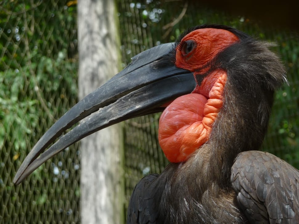 black and orange pelican preview