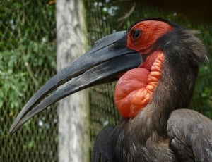 black and orange pelican thumbnail