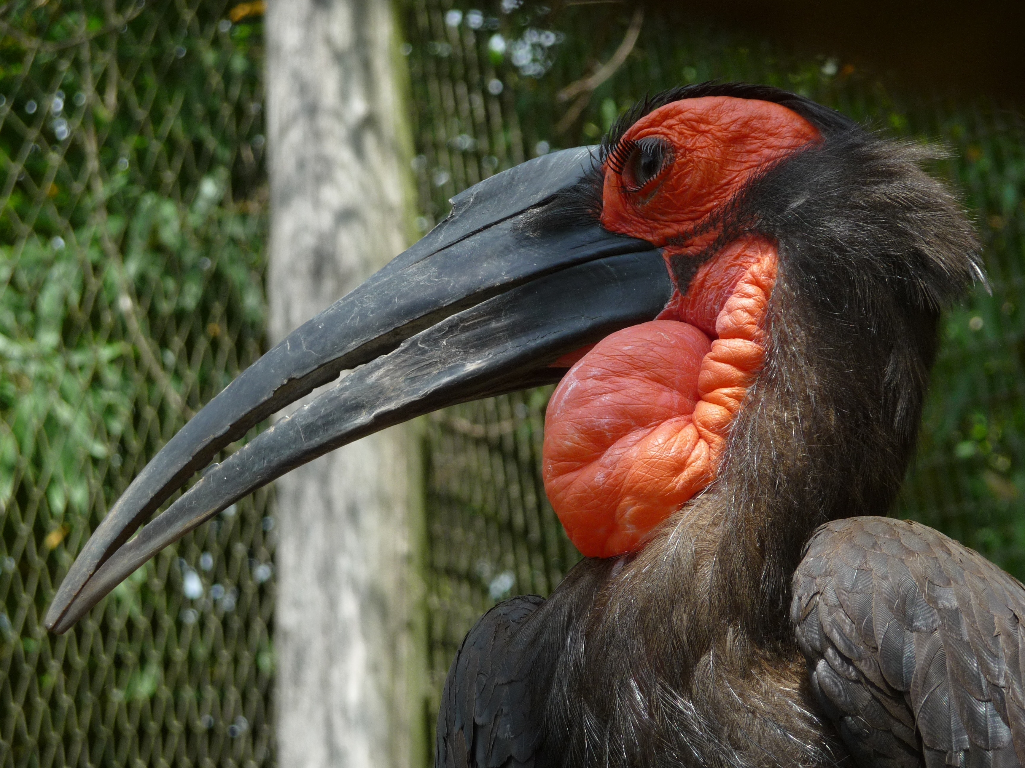 black and orange pelican