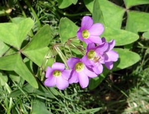 purple shamrock flower thumbnail