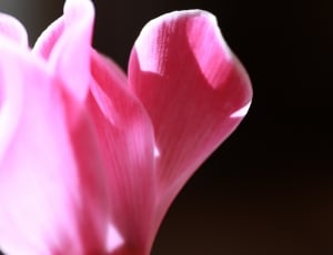 Cyclamen, Flowers, Flower, Flower Garden, pink color, flower thumbnail