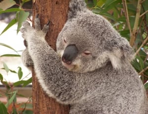 gray koala bear thumbnail