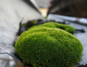 close up photography of green moss on grey metal sheet thumbnail