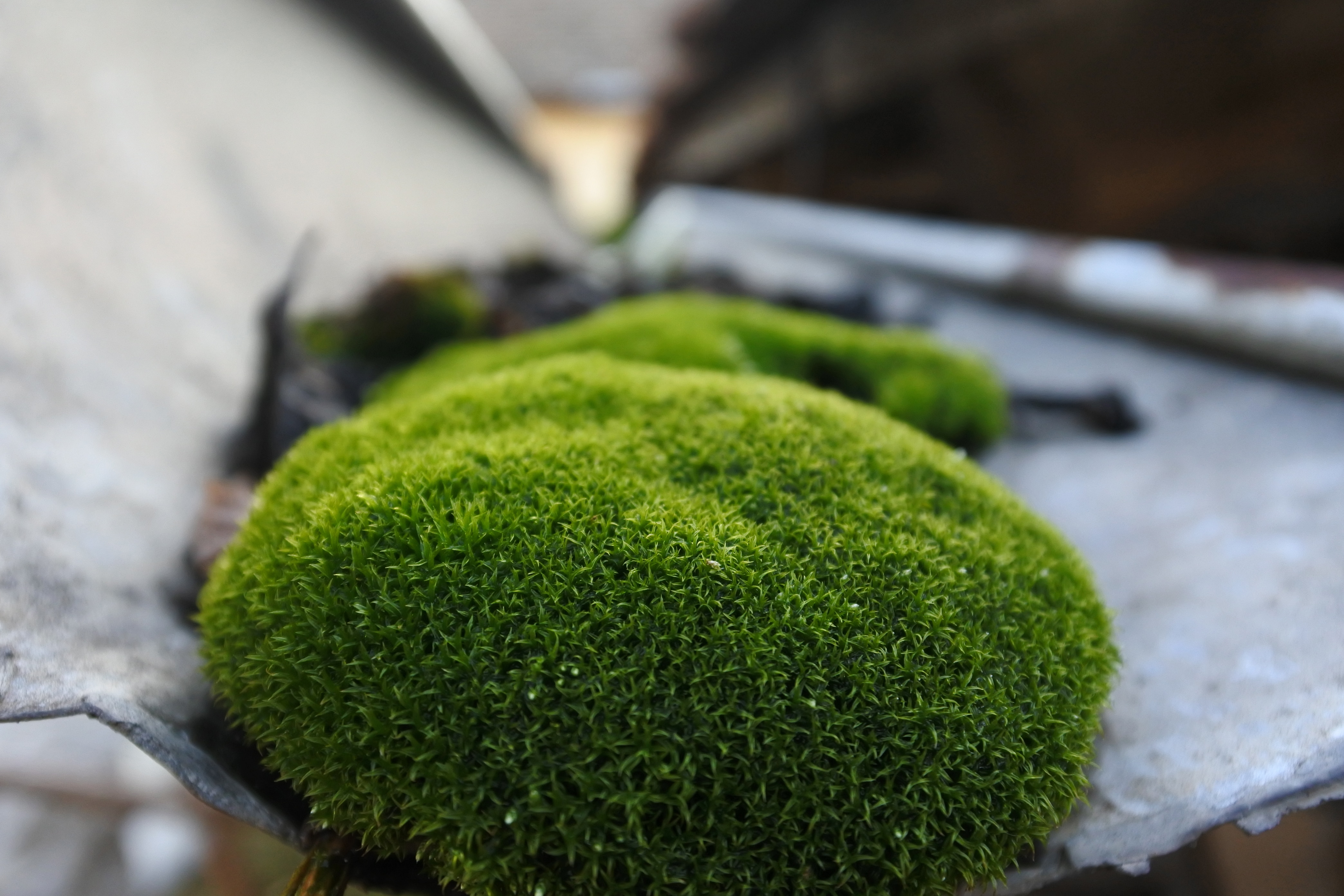 close up photography of green moss on grey metal sheet