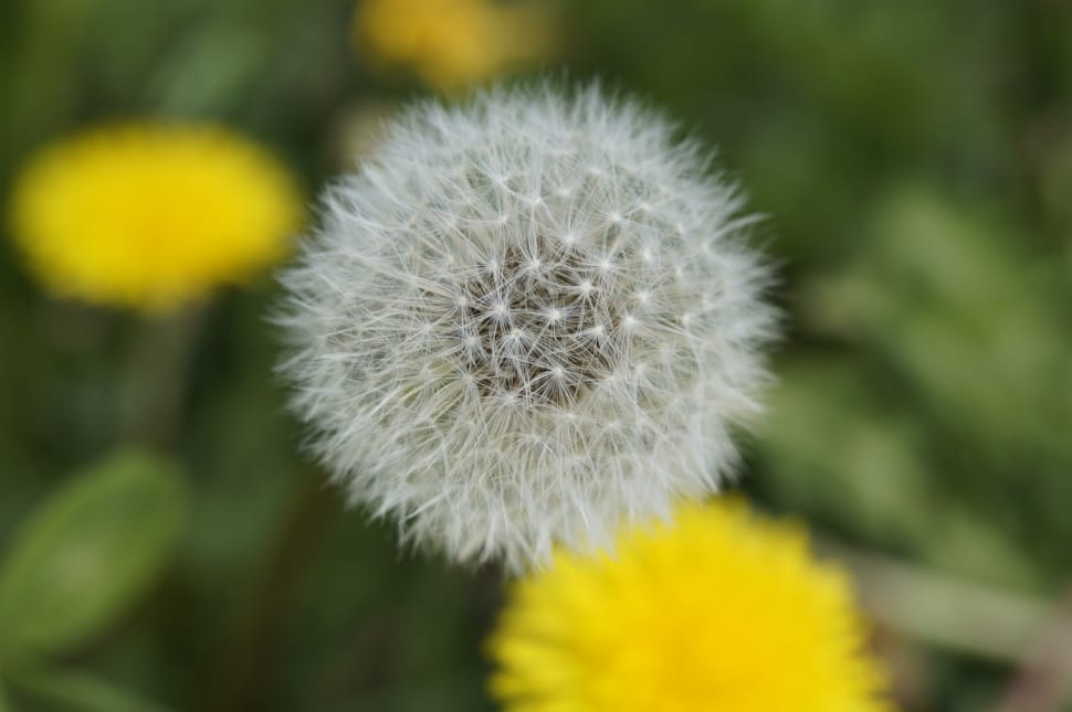 Meadow, Dandelion, Soft, Close, Seeds, flower, fragility preview