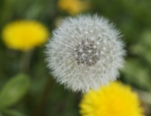 Meadow, Dandelion, Soft, Close, Seeds, flower, fragility thumbnail