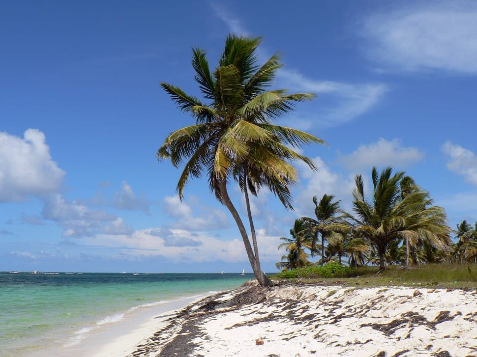 Dominican Republic, Punta Cana, Beach, palm tree, beach preview