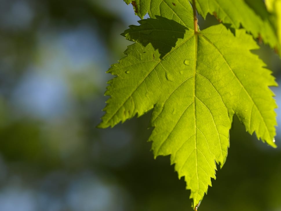 green maple leaf in closeup photography preview