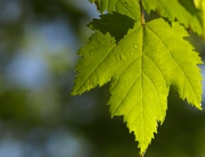 green maple leaf in closeup photography thumbnail