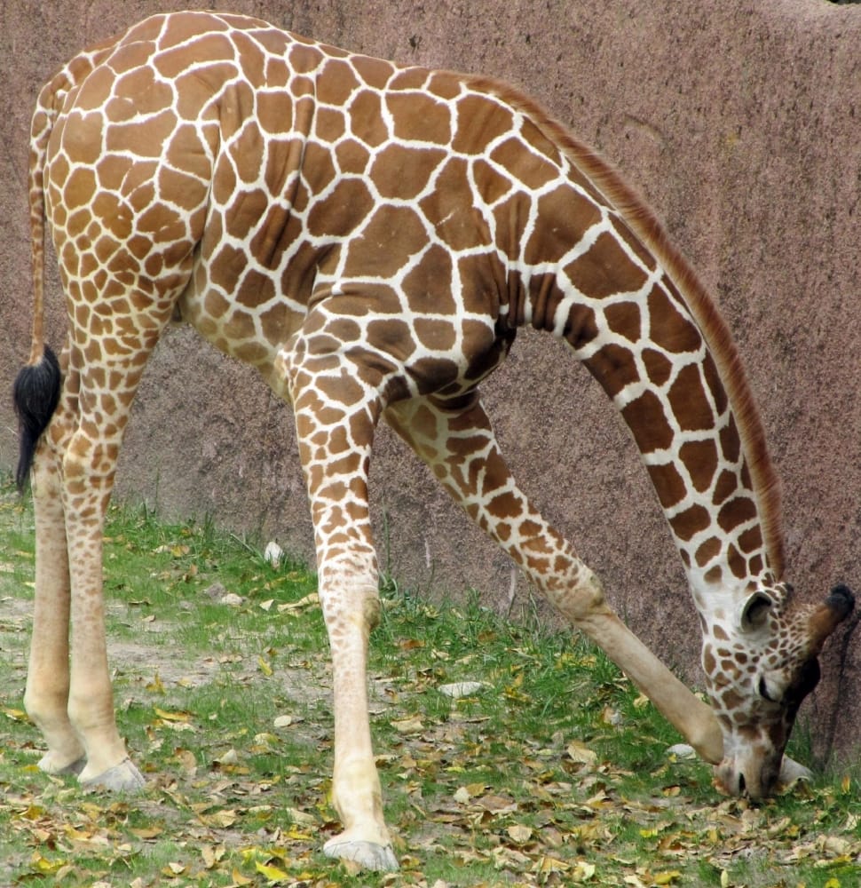brown giraffe eating grass preview