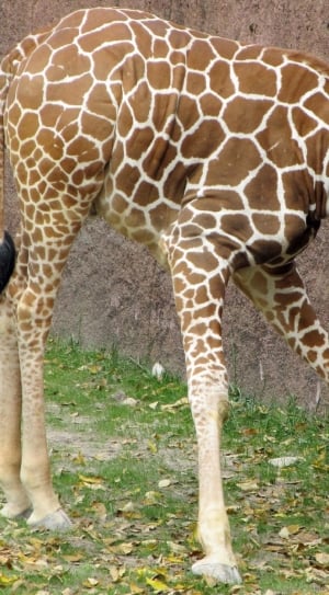 brown giraffe eating grass thumbnail