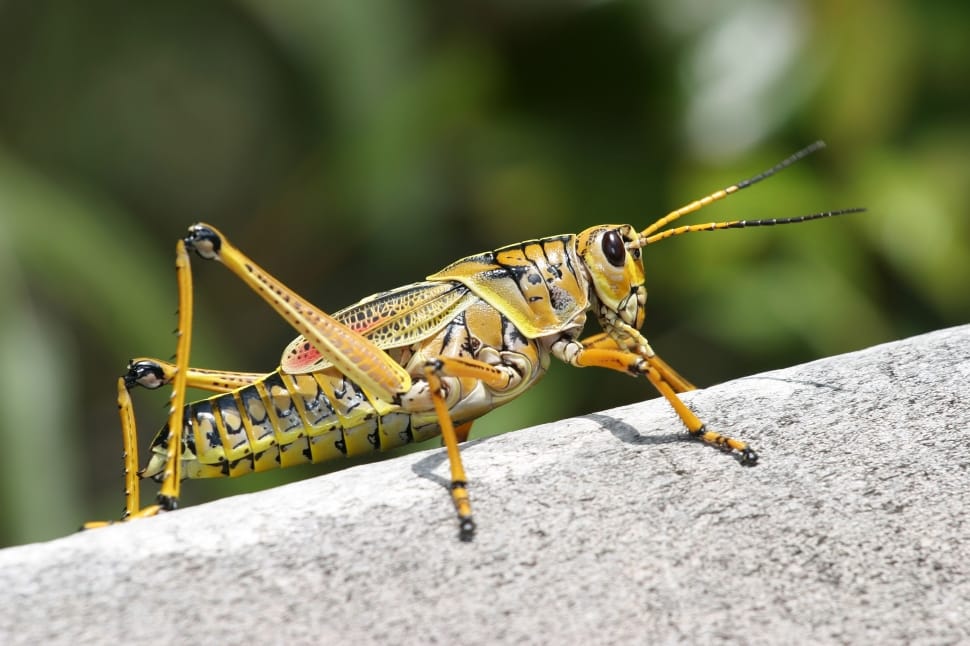 yellow grasshopper preview