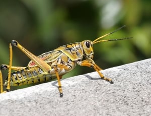 yellow grasshopper thumbnail