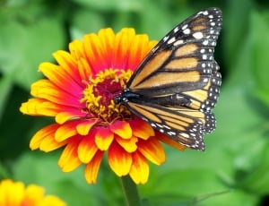 Monarch, Zinnia, Flower, Butterfly, flower, insect thumbnail