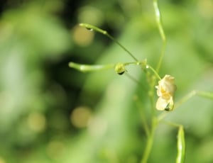selective focus photography of yellow flower blossom thumbnail